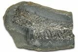 Scale Tree (Lepidodendron) Fossil Pos/Neg - Mazon Creek #325848-1